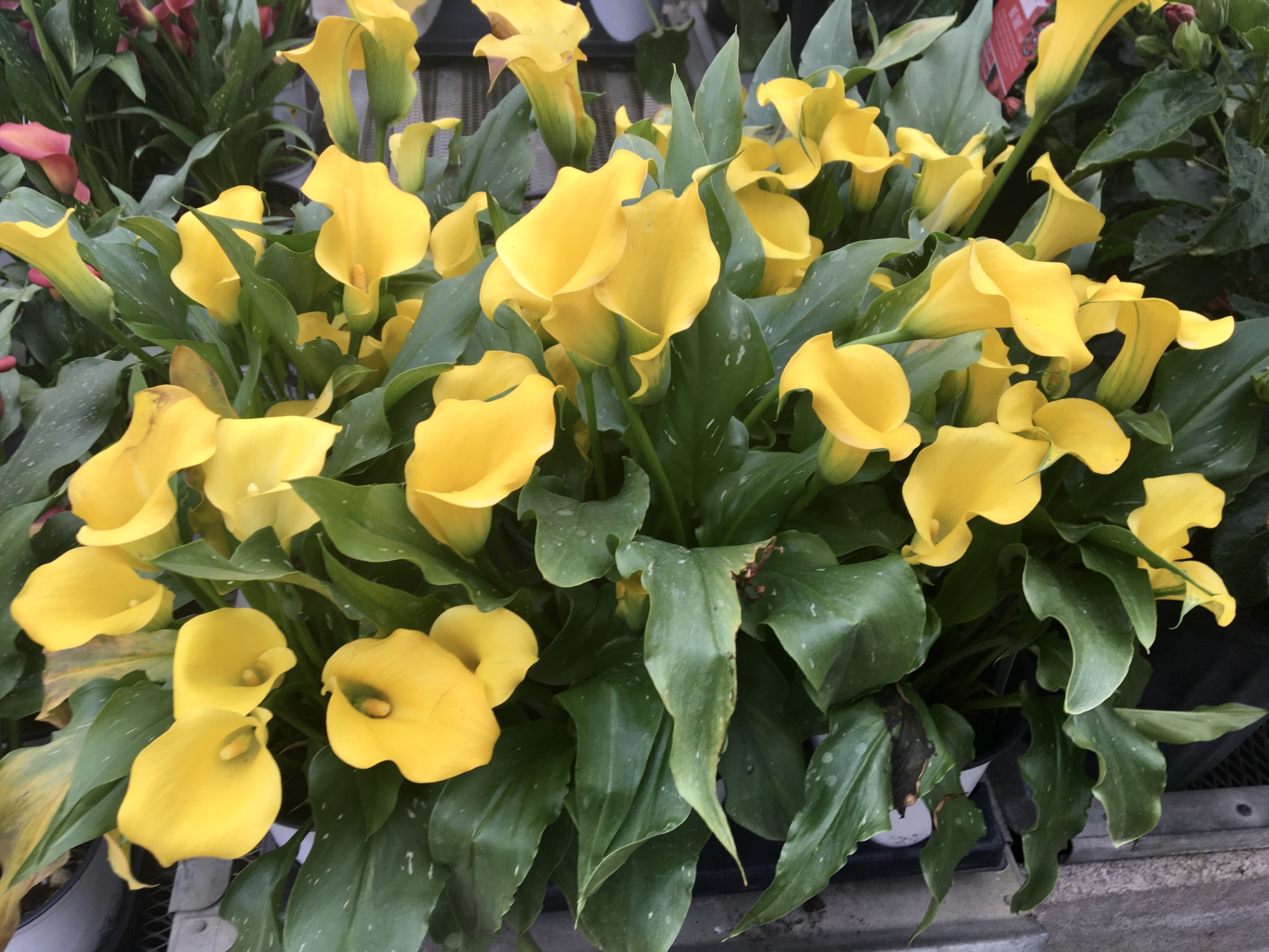 Calla lily.